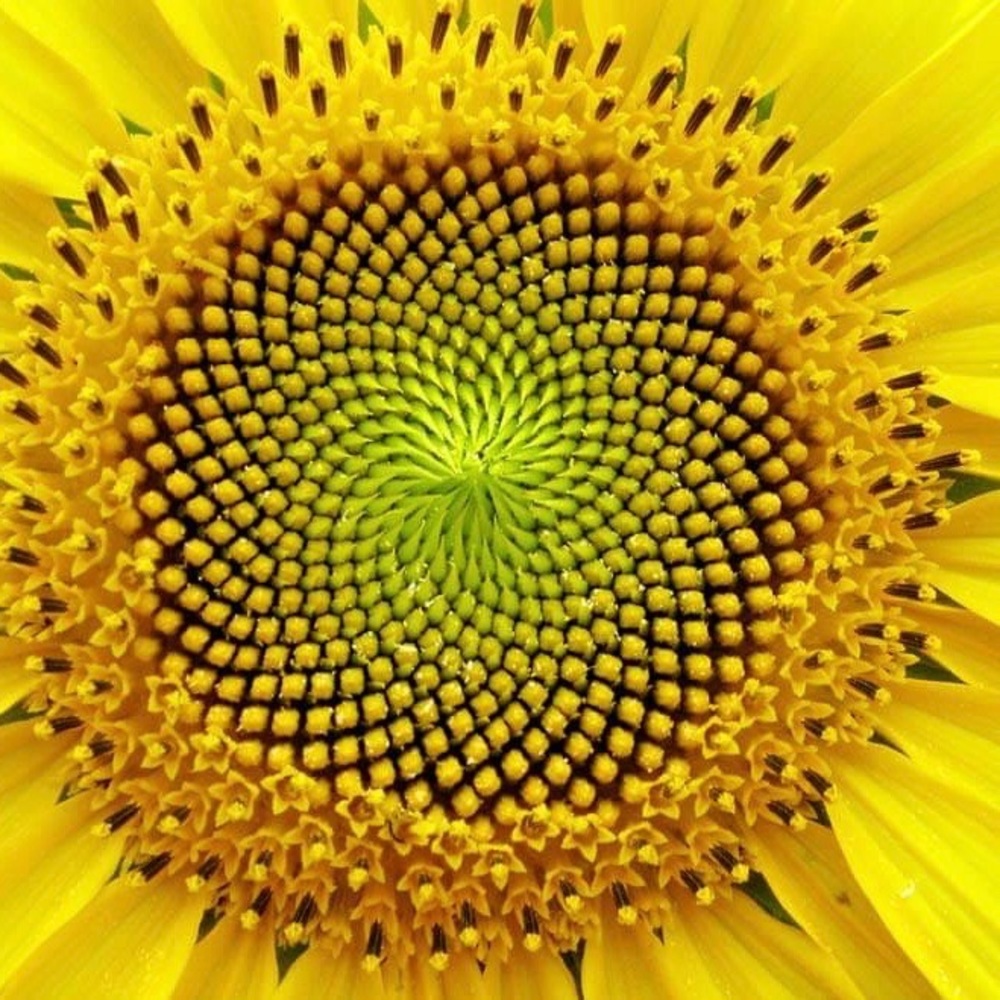 Meet your Posher, Taja